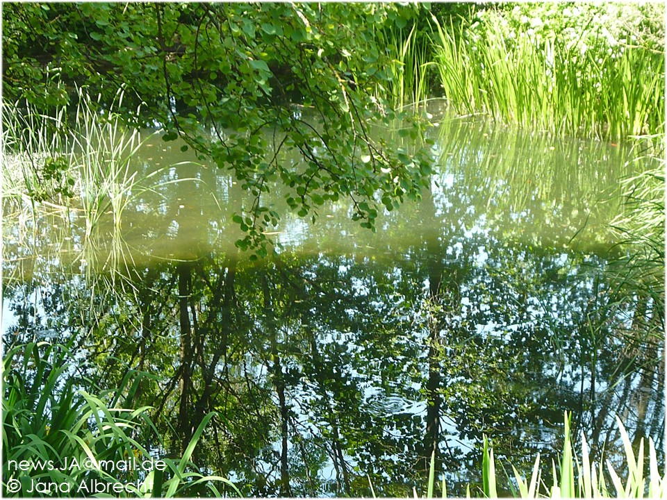 Spiegelung am Teich, Puchheim