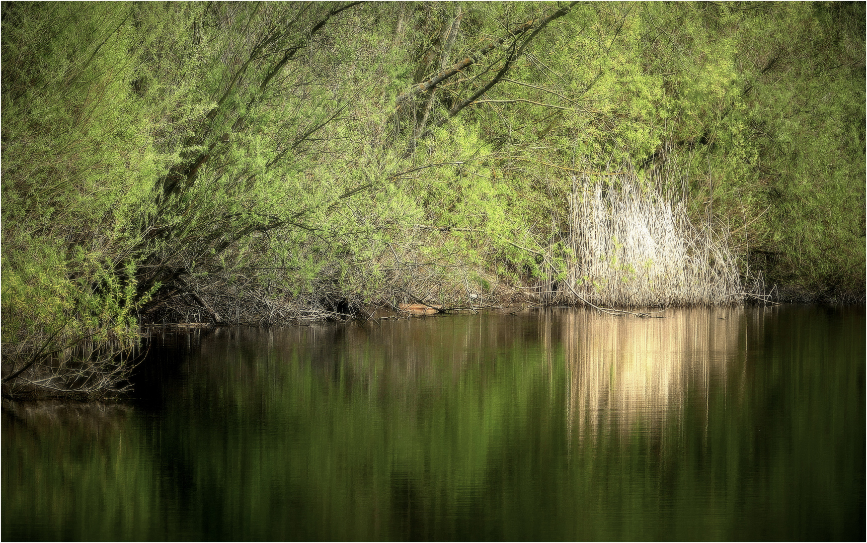 Spiegelung am Teichufer