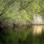 Spiegelung am Teichufer