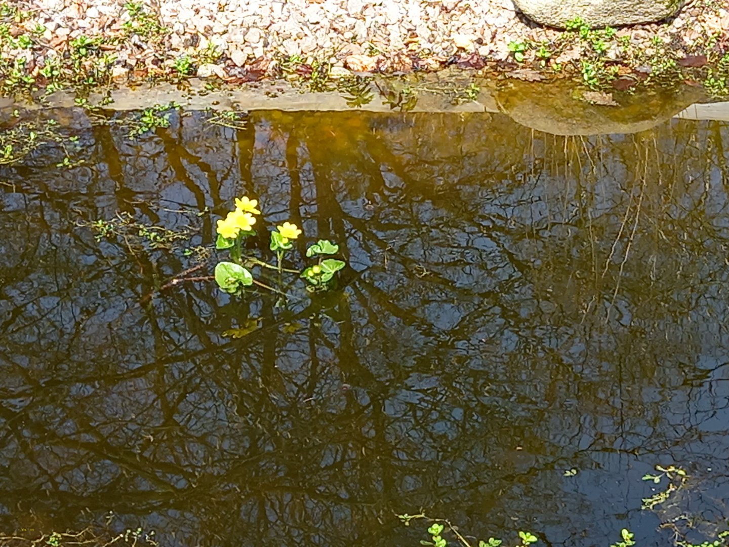 Spiegelung .....am Waldesrand