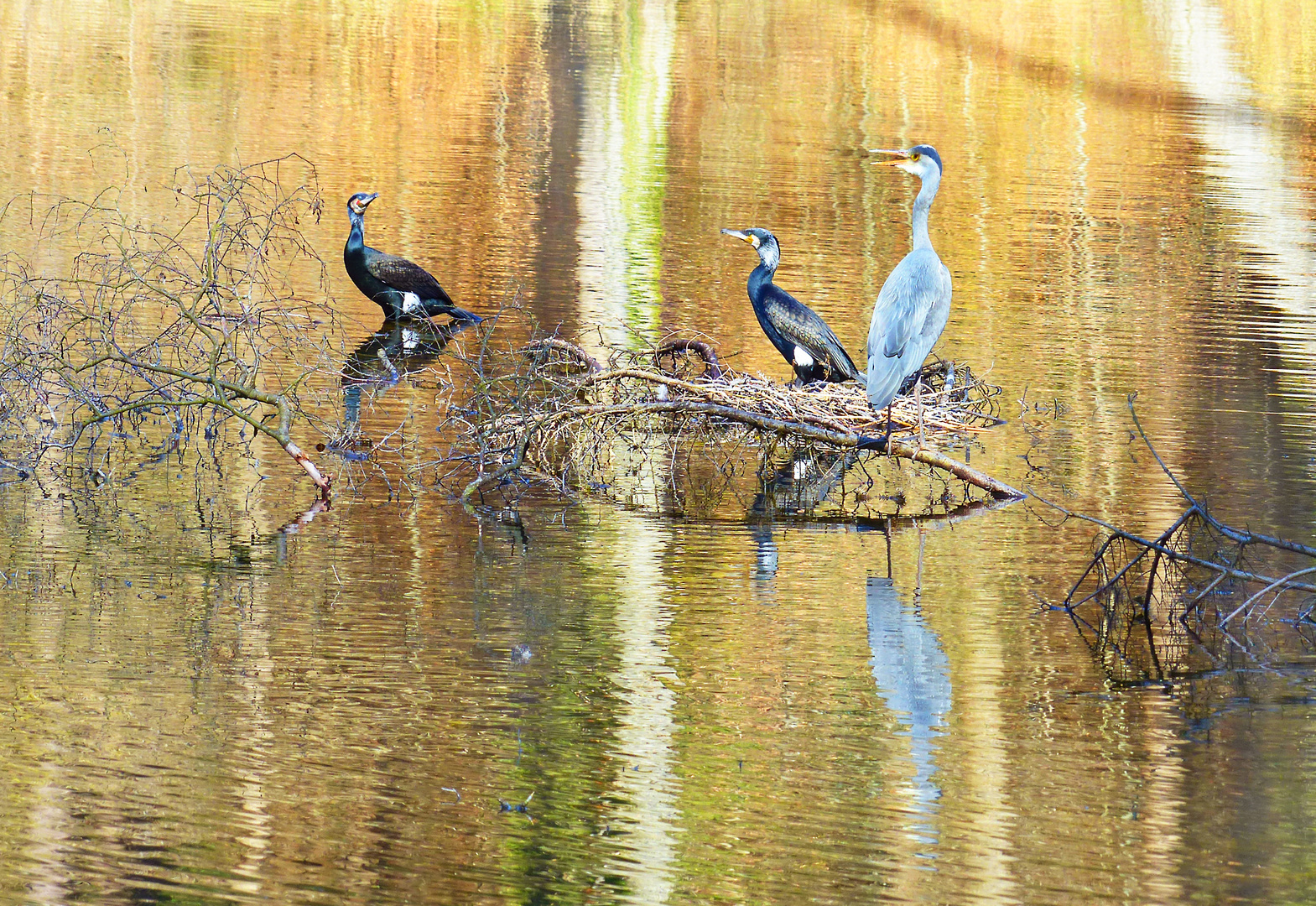 Spiegelung am Waldweiher