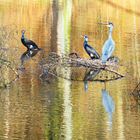 Spiegelung am Waldweiher