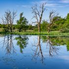 Spiegelung am Wasser