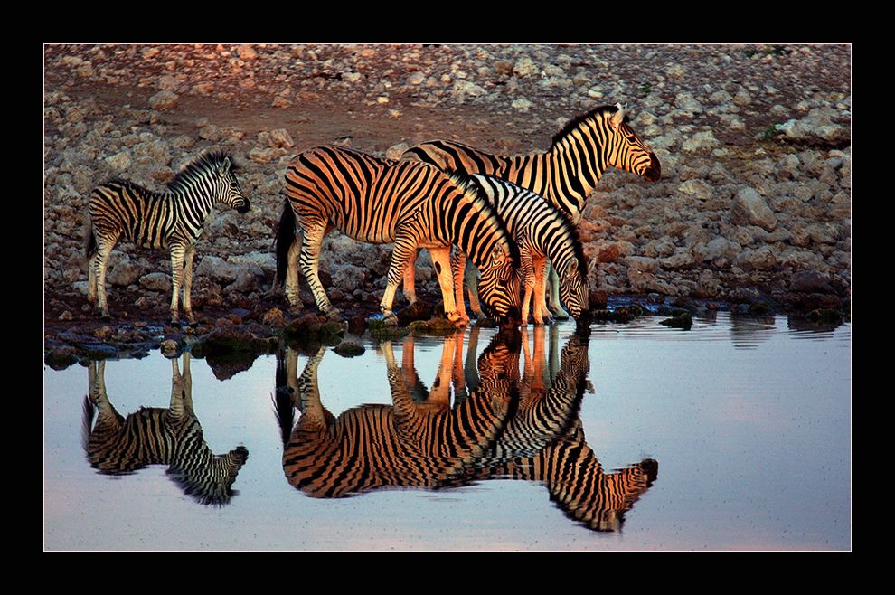 Spiegelung am Wasserloch von Thorsten Bock