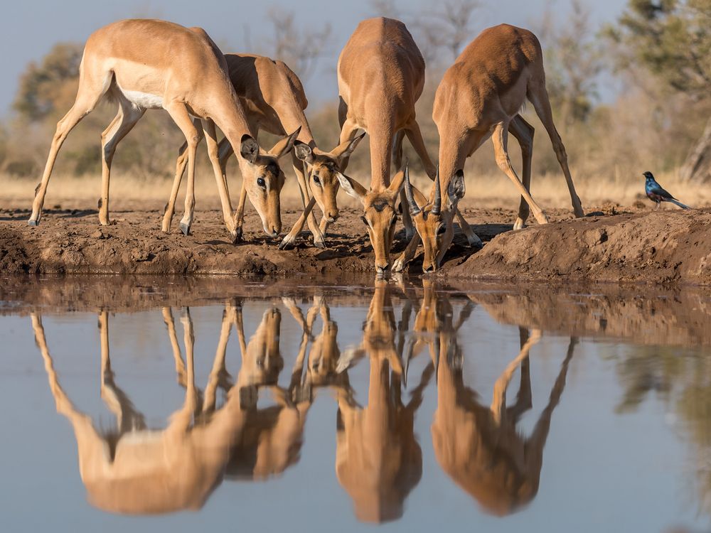 Spiegelung am Wasserloch