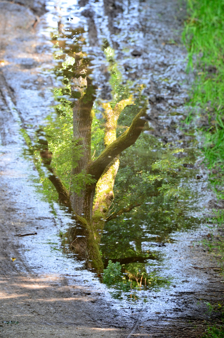 Spiegelung am Wegesrand