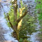 Spiegelung am Wegesrand