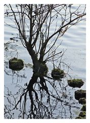 Spiegelung am Weiher