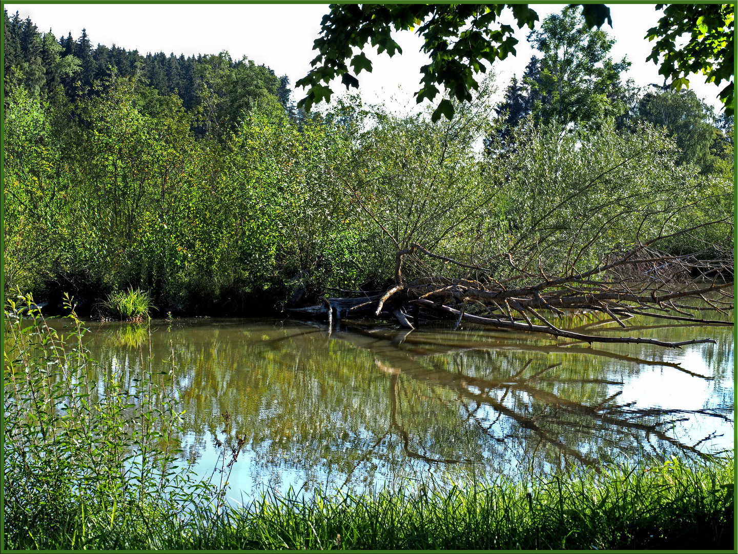 Spiegelung am Weiher