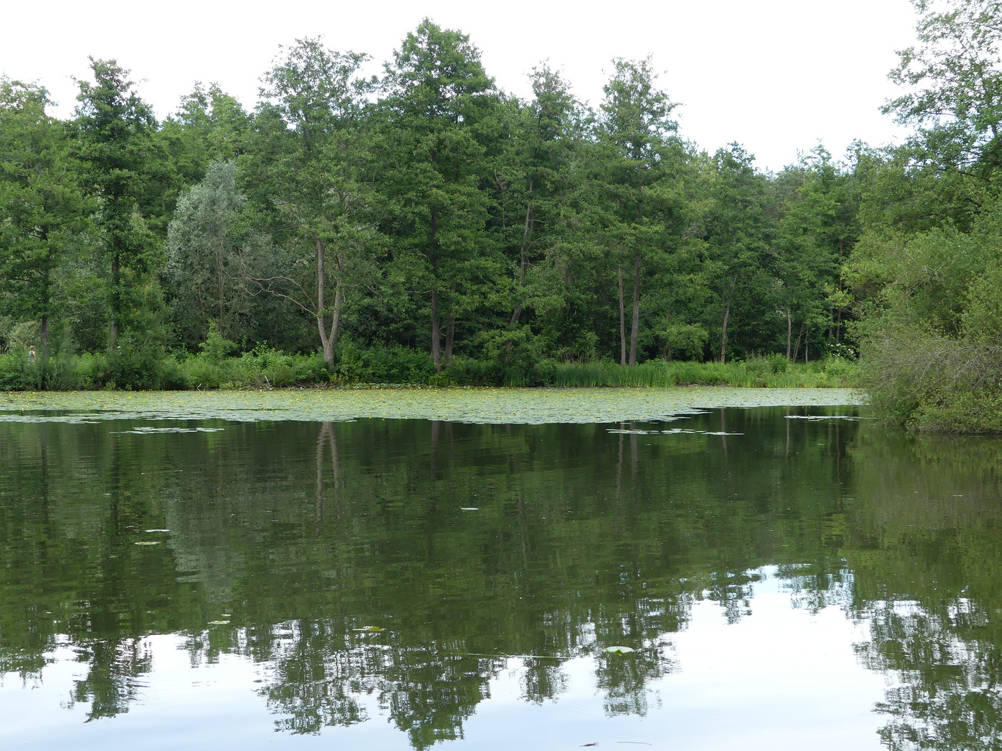 Spiegelung am Weiher