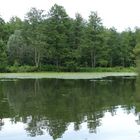 Spiegelung am Weiher