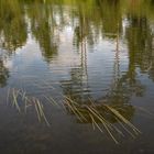 Spiegelung am Wertachufer bei Augsburg