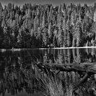 Spiegelung am wilden See (Nordschwarzwald)