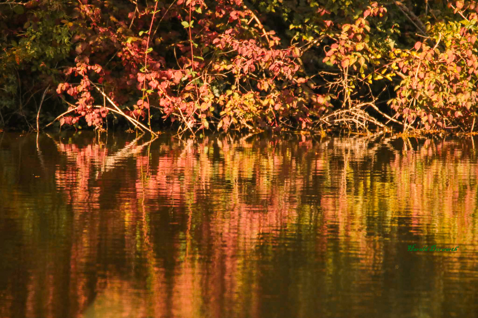 Spiegelung am Zeuterner See