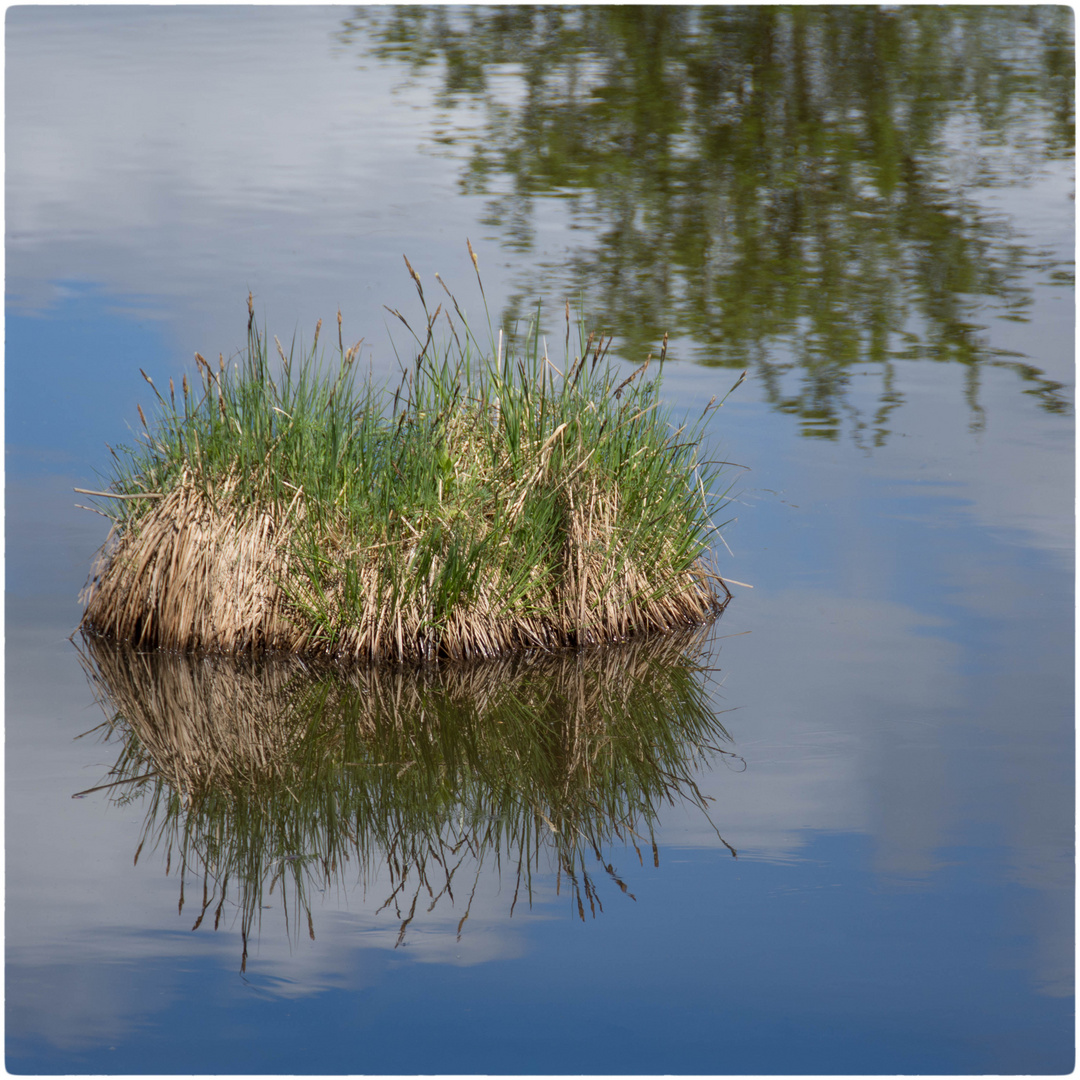 Spiegelung an einem Weiher