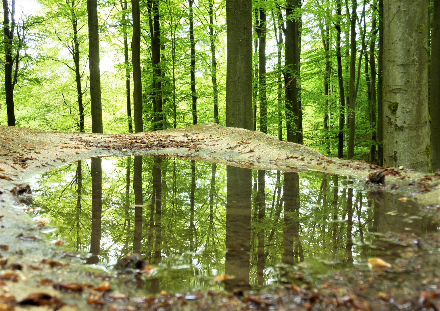 Spiegelung auf dem alten Gemäuer