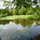 Spiegelung auf dem Lotussee vom Arboretum