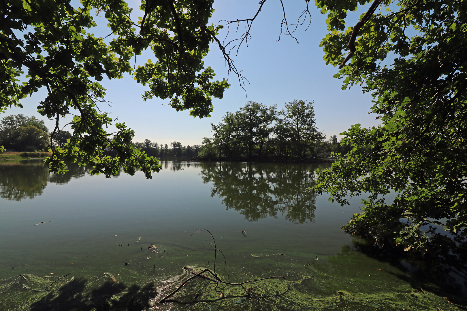 Spiegelung auf dem Mittelteich