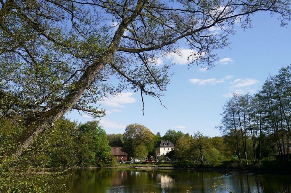 Spiegelung auf dem Mühlenteich Foto & Bild bäume, frühling, natur