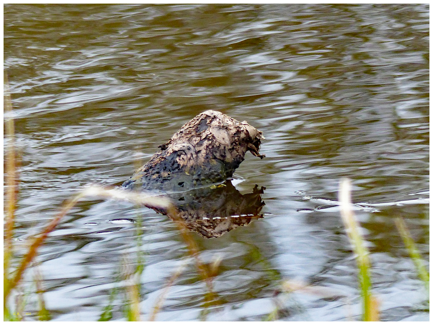 Spiegelung - auf dem See....