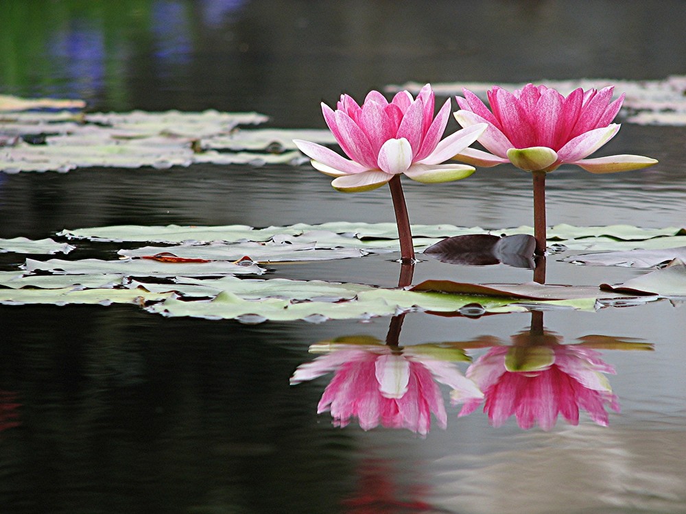 Spiegelung auf dem Teich