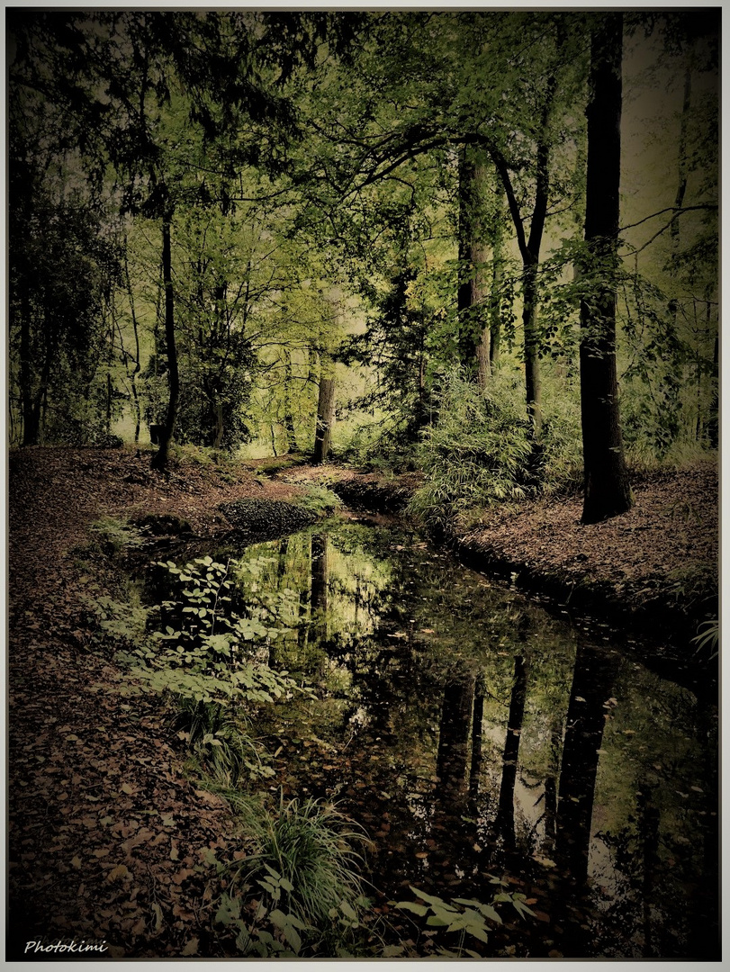 Spiegelung auf dem Weiher (II) 