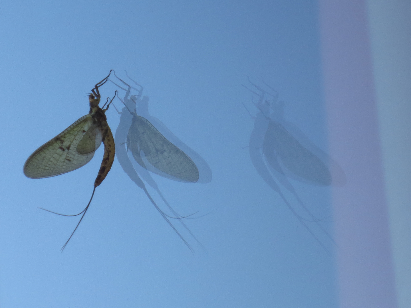 Spiegelung auf einer Fensterscheibe