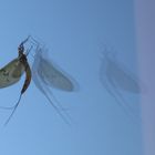 Spiegelung auf einer Fensterscheibe