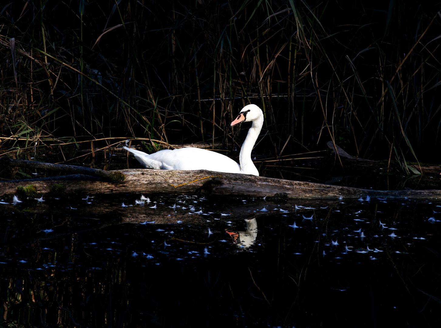 Spiegelung aus den Donauauen