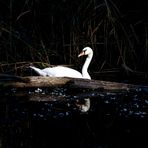 Spiegelung aus den Donauauen