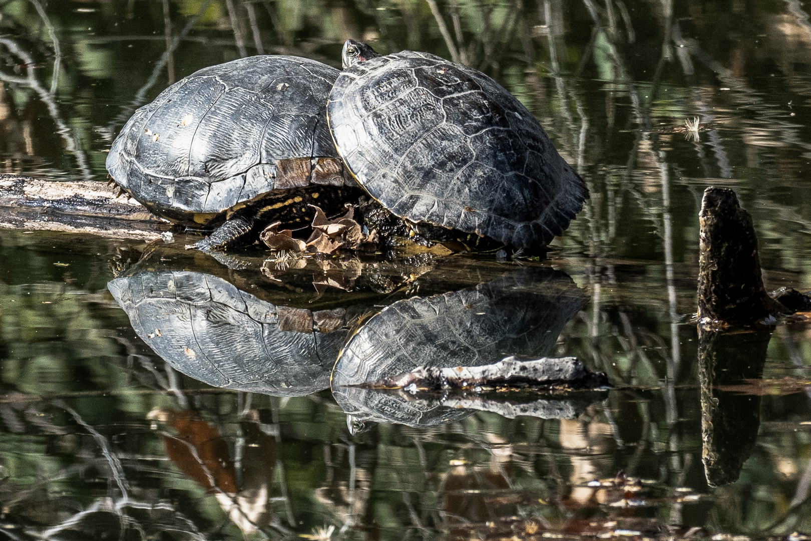 Spiegelung