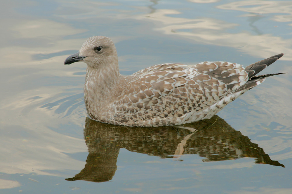 spiegelung