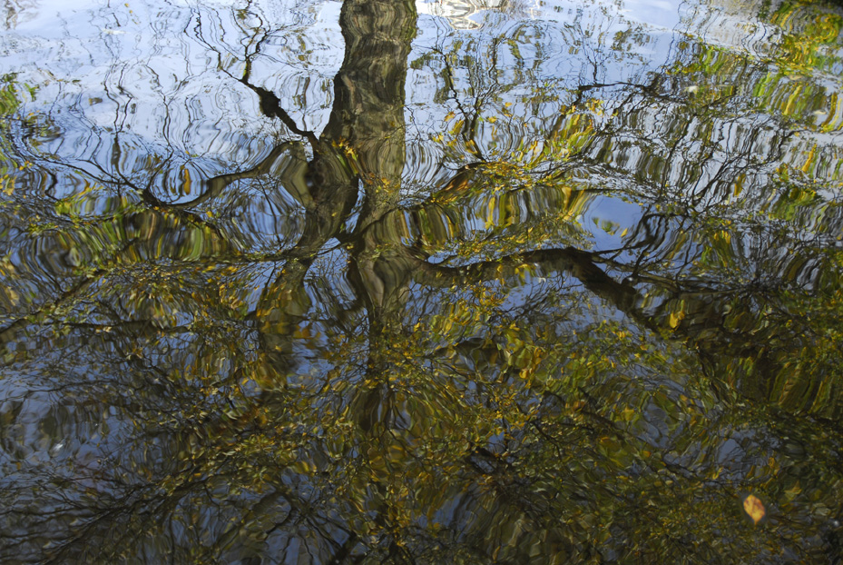 Spiegelung Baum