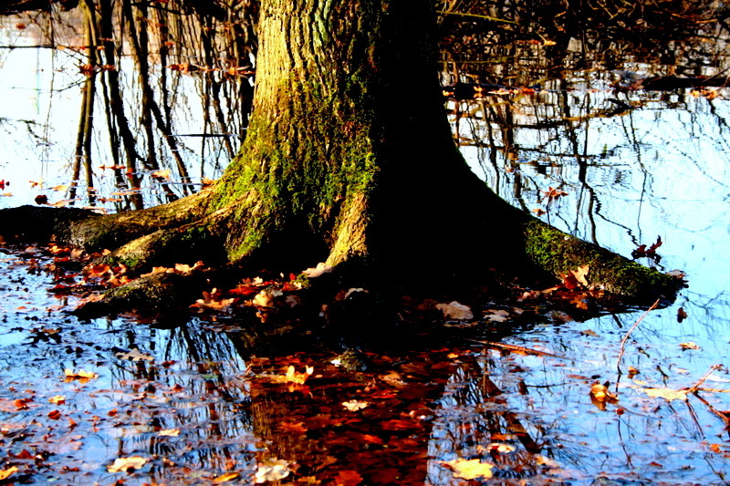 SPIEGELUNG BAUM