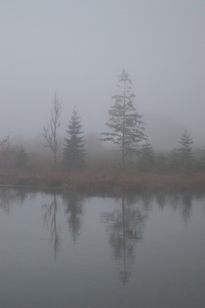 Spiegelung bei Nebel im Wasser