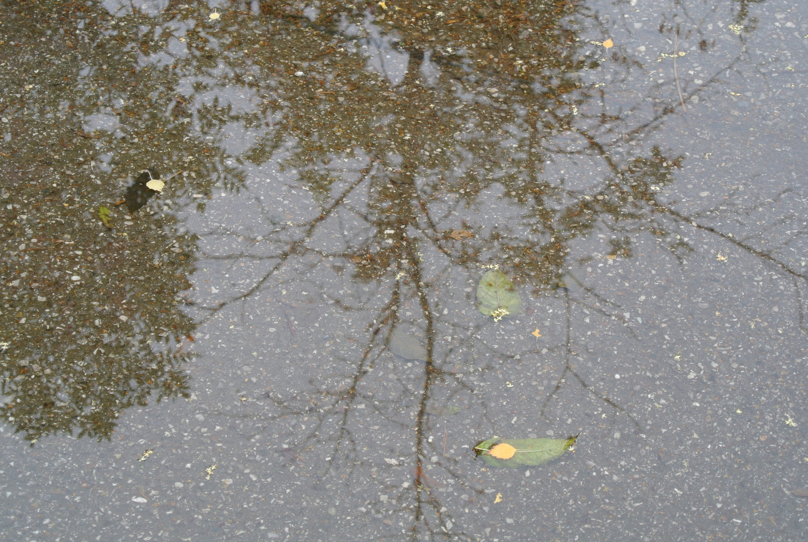 Spiegelung (beim Spaziergang entdeckt)