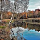 Spiegelung Birken im See-Herbst