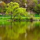 Spiegelung der Bäume im Wasser 0053-4