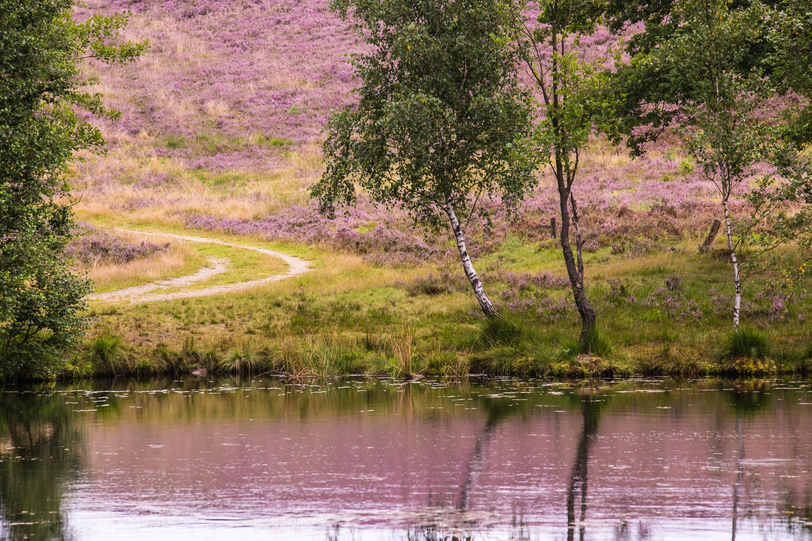 Spiegelung der blühenden Heide