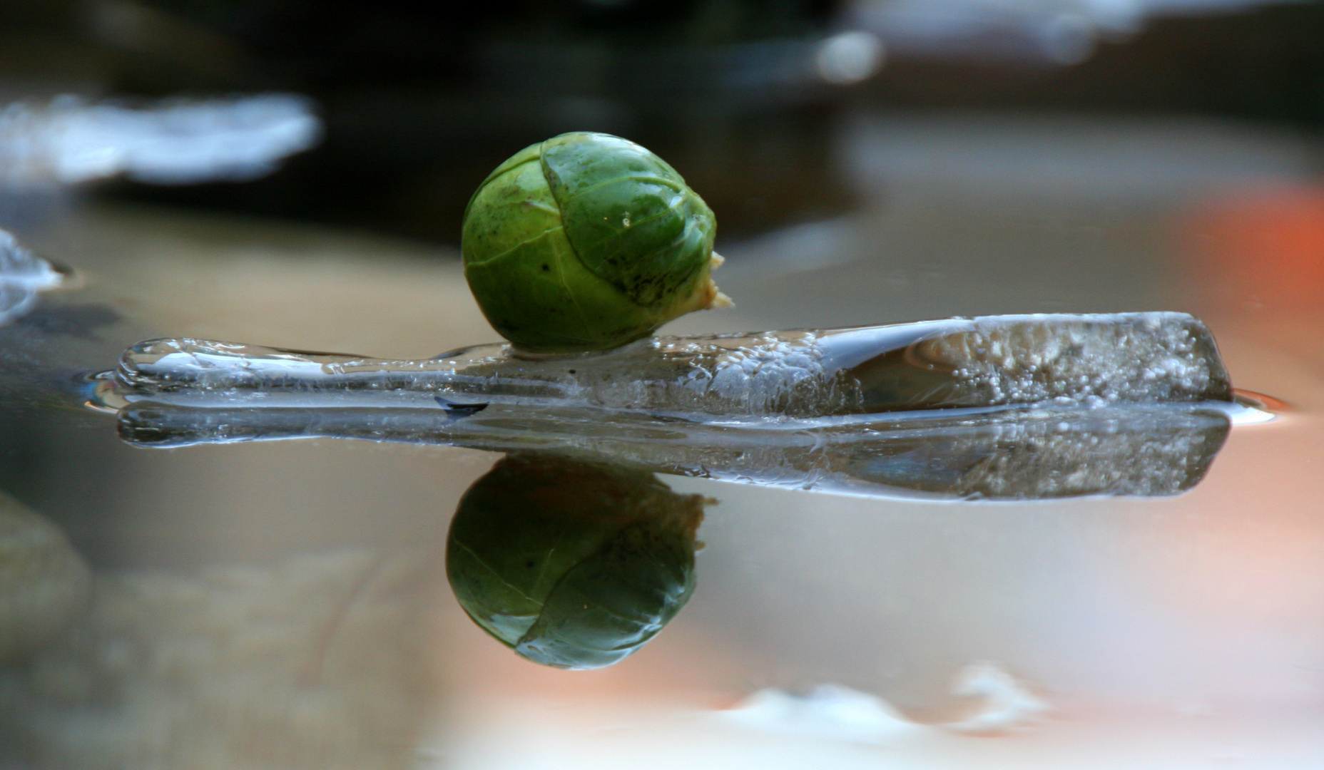 Spiegelung der Rosenkohl on ice