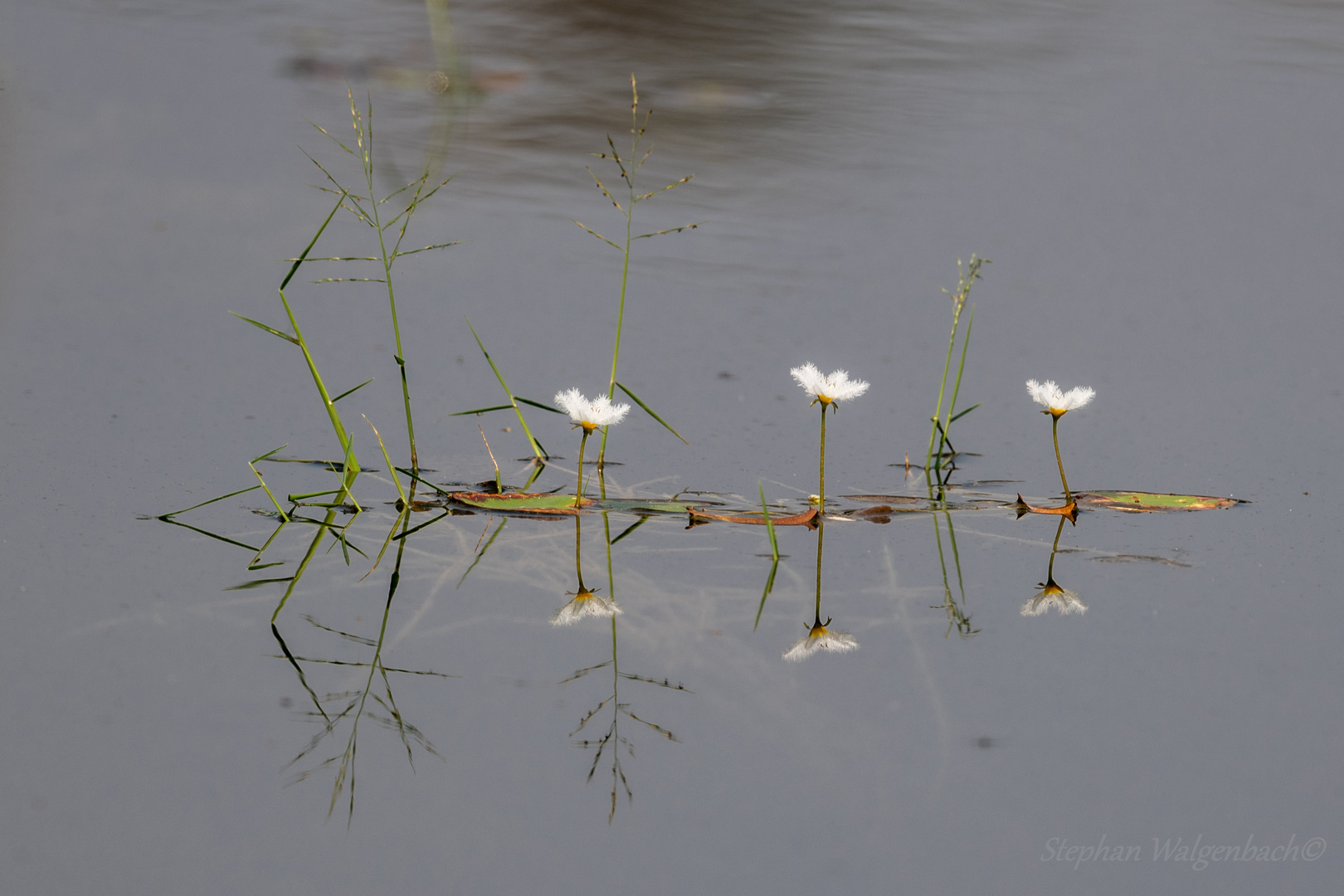 Spiegelung der Wasserpflanzen