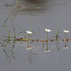 Spiegelung der Wasserpflanzen