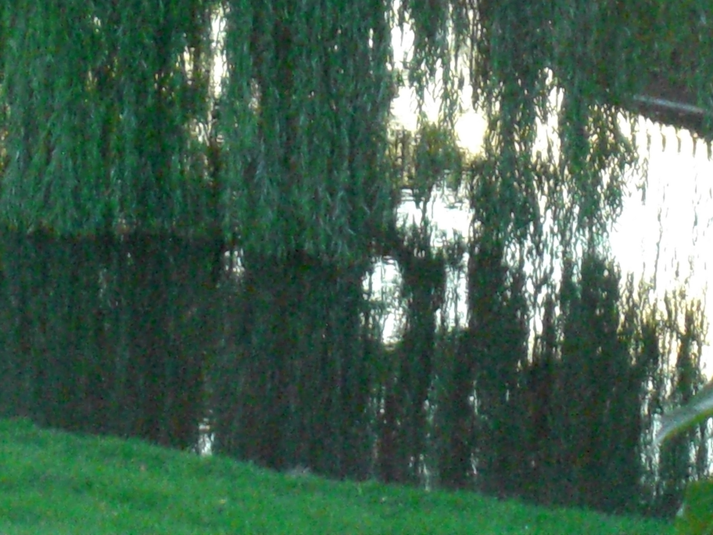 Spiegelung der Weide imTeich in Eisenhüttenstadt