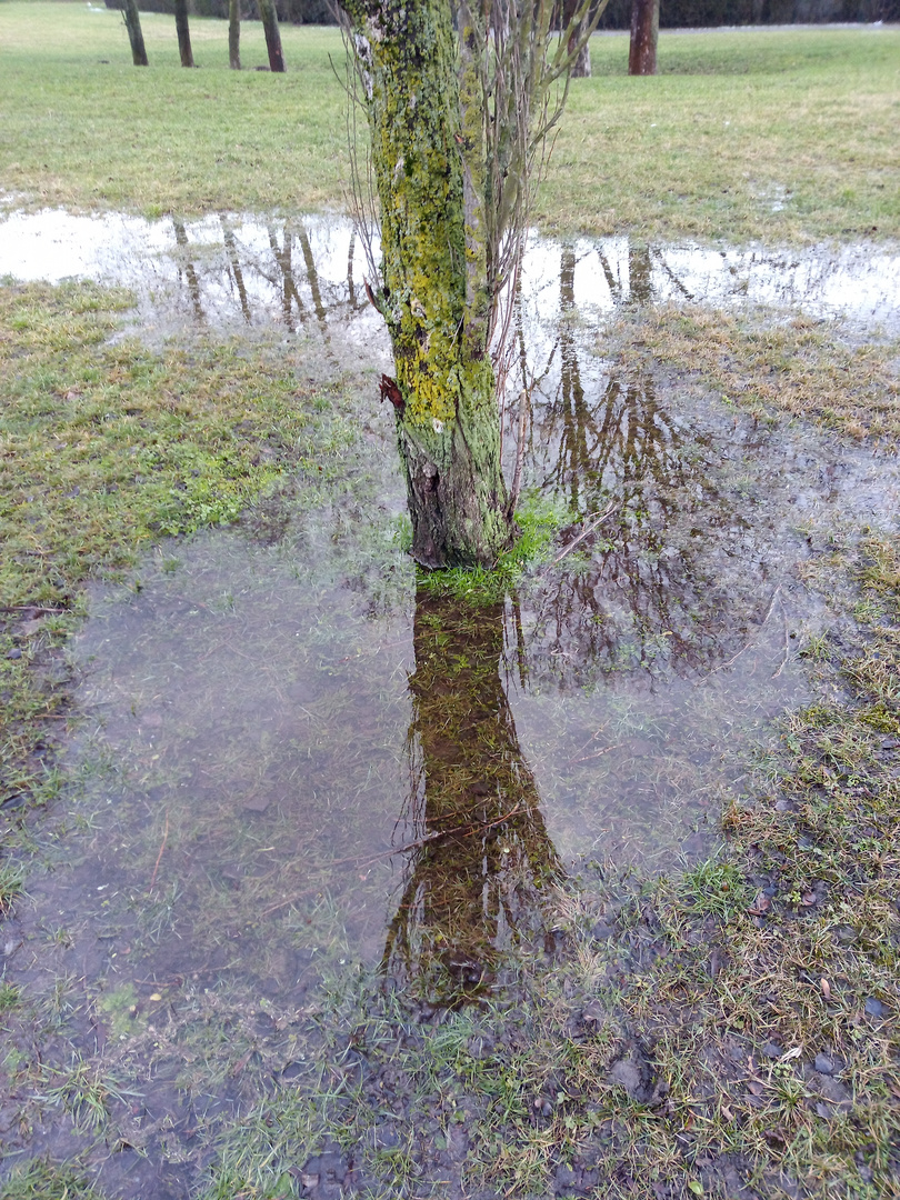 Spiegelung des Baumes in einer Wasserpfütze