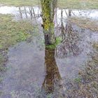 Spiegelung des Baumes in einer Wasserpfütze