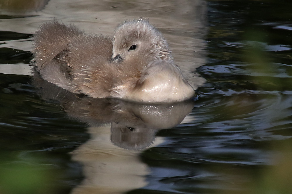 Spiegelung des Höckerschwan-Küken