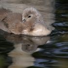 Spiegelung des Höckerschwan-Küken