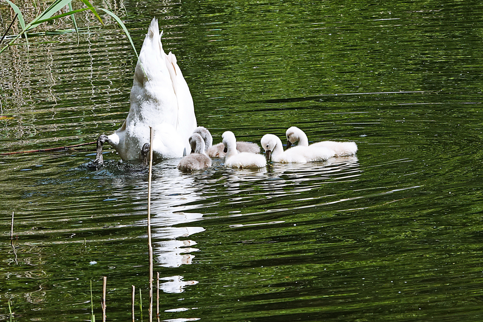 Spiegelung durch und durch