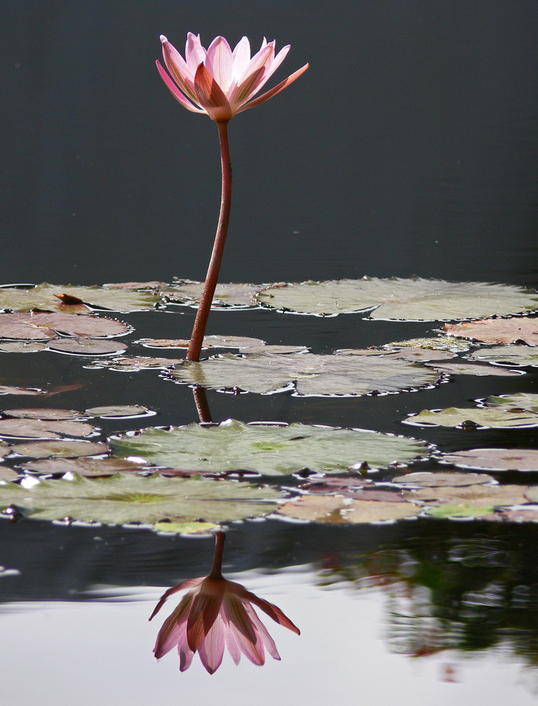 Spiegelung