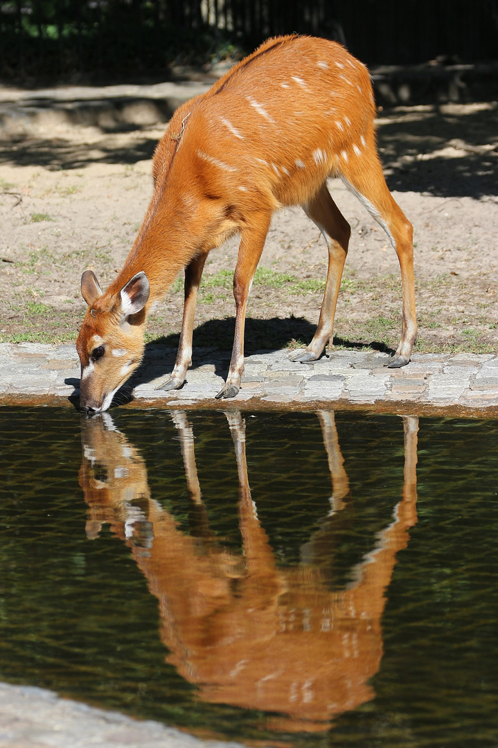 Spiegelung